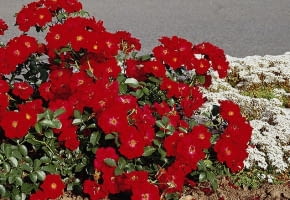 Encyklopedia roślin: Roza okrywowa  Austriana  Ma czerwone kwiaty