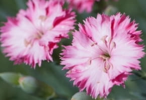 Encyklopedia roślin: Gozdzik ogrodowy  Dianthus caryophyllus   Grenadin
