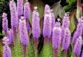 Liatra kłosowa (Liatris spicata)