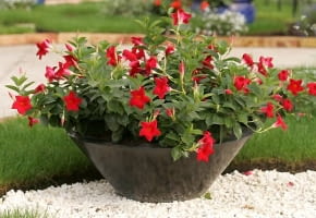 09.09.2005 TYCHY , PLANTPOL TARGI , KWIATY