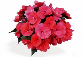 Encyklopedia roślin: Niecierpek nowogwinejski  Delias improved