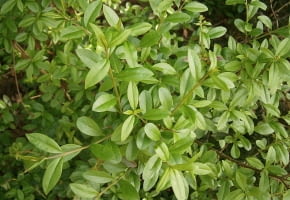 Encyklopedia roślin: Ligustr pospolity  Ligustrum vulgare