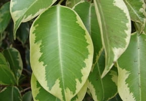 Encyklopedia roślin: Figowiec benjamina  Ficus benjamina