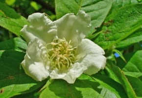 Encyklopedia roślin: Nieszpulka