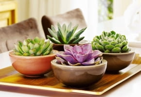 Encyklopedia roślin: Eszewerie