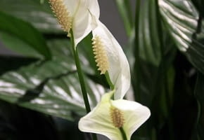 Encyklopedia roślin: Skrzydlokwiat  Spathiphyllum wallisii