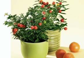 Encyklopedia roślin: WYSTROJ WNETRZ   ZIELEN  Psianka dobrze rosnie w p