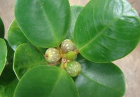 Encyklopedia roślin: Figowiec deltoistny  Ficus deltoidea