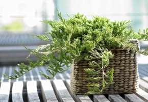 Encyklopedia roślin: Jalowiec plozacy  Juniperus horizontalis   Prince