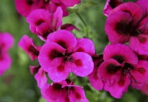 26.06.2009 ZABORZE K/KOSWIECIMIA PLANTPOL - FIRMA PRODUCENT ROSLIN - DZIEN OTWARTY ZDJECIA DLA : OGRODY , KWIETNIK N/Z PELARGONIUM GRANDIFLORA 'Aristo Burgundy' FOT. MICHAL MUTOR / AGENCJA GAZETA