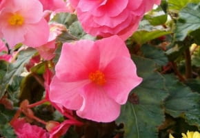 Encyklopedia roślin: Begonia bulwiasta  Begonia tuberhybrida