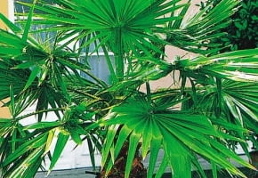 Encyklopedia roślin: Waszyngtonia nitkowata  Washingtonia filifera