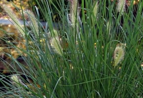 Encyklopedia roślin: Rozplenica japonska  inaczej splaszczona  Penniset