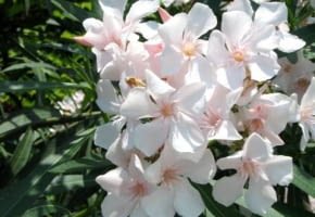 22.06.2003 WLOCHY GENUA KRZEWY LISCIASTE KWIATY OZDOBNE ROSLINY DONICZKOWE OLEANDER KWIATY ODMIANY