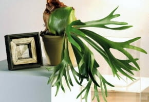 15.11.2006 WARSZAWA DLA KWIETNIK ROSLINA DONICZKOWA ROSLINY DONICZKOWE PAPROC PAPROTKA PAPROCIE NZ LOSIE ROGI PLATYCERIUM BIFURCATUM STYLISTKA: ANETA KOSIBA FOT. LUKASZ ZANDECKI / AGENCJA GAZETA PUBLIKACJA KWIETNIK NR 2 (146) - 2 2007