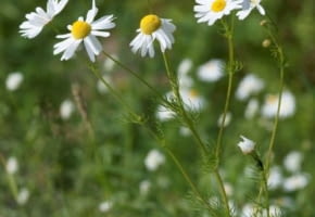 Encyklopedia roślin: Rumianek