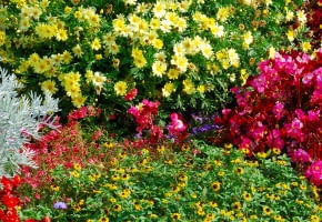 Złocień krzewisty może zastąpić na rabacie pięciornika