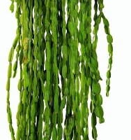 Encyklopedia roślin: WYSTROJ WNETRZ   ROSLINY ROSNACE SAMOTNIE  Rypsali