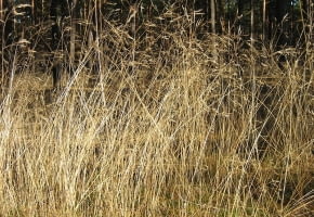 Encyklopedia roślin: Smialek pogiety