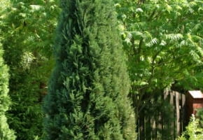 29.06.2003 RADZIEJOWICE WOJEWODZTWO MAZOWIECKIE OGROD PRYWATNY PANSTWO DANUTA I KRZYSZTOF NIZYNSCY NIZYNSKI NIZYNSKA DRZEWA IGLASTE ZYWOTNIK THUJA