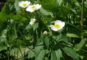 Encyklopedia roślin: Jaskier tojadolistny  Ranunculus aconitifolius  ma