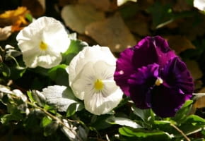 15.11.2005. WARSZAWA