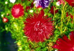 ASTER CHINSKI CALLISTEPHUS CHINENSIS