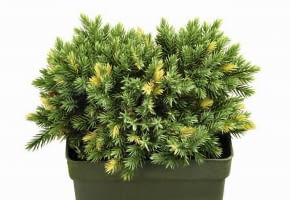 30.08.2003 WARSZAWA XI MIEDZYNARODOWA WYSTAWA ZIELEN TO ZYCIE OGRODNICTWO 29 - 31 SIERPIEN 2003 ORGANIZATOR ZWIAZEK SZKOLKARZY POLSKICH AGENCJA PROMOCJI ZIELENI SP Z OO STOISKO SZKOLKA EUGENIUSZ PUDELEK KRZEWY IGLASTE NOWOSC PSTRE JUNIPERUS SQUAMATA ODMIANA FLORIANT JALOWIEC FOT. PAWEL SLOMCZYNSKI AGENCJA GAZETA