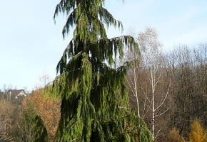 Encyklopedia roślin: Cyprysik nutkajski  Chamaecyparis nootkatensis   P