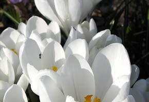 08.04.2006 N/z Crocus Joanna Darc krokus szafran kolor bialy wiosna roslina cebulowa