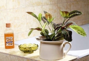 Encyklopedia roślin: Maranta jest nieklopotliwa w uprawie  W zbyt glebo