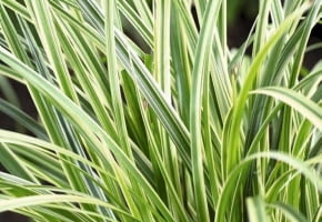 Carex morrowii Silver Sceptre SLOWA KLUCZOWE: Carex Close Up Nahaufnahme Perennial Sceptre Ziergrass grün vertikal