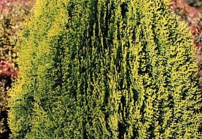 ŻYWOTNIK WSCHODNI 'AUREA NANA' (Platycladus orientalis), zielonkawy latem, a rudy zimą, po 10 latach ma wysokość ok. 0,7 m.