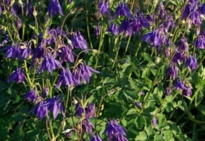 Encyklopedia roślin: Orlik alpejski  Aquilegia alpina  ma fioletowe kwi