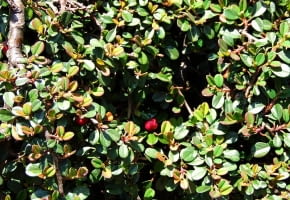 Encyklopedia roślin: Irga drobnolistna  Cotoneaster procumbens  syn  C