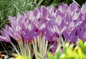 ROSLINY KWIATY ZIMOWIT COLCHICUM FOT. WOJCIECH PODSTOLSKI PUBLIKACJA OGRODY NR 10 (102) - 10 2007 ZDJĘCIE DO WKŁADKI: PUBLIKACJA OGRODY NR 10 (102) - CZASOPISMA