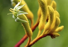 Anigozantus (Anigozanthos) Yellow Gem