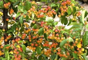 03.09.2009 BRANIEWO SESJA OGRODY , SZKOLKA DRZEW I KRZEWOW OZDOBNYCH - WLASCICIEL LUCJAN GURSZTYN - PREZES ZWIAZKU SZKOLKARZY POLSKICH