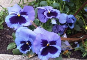 Encyklopedia roślin: Fiolek ogrodowy  bratek ogrodowy  Viola x wittrock