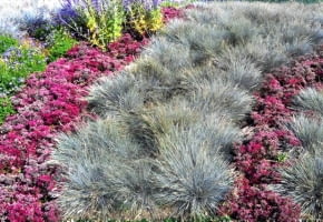 Trawy ozdobne. Prosta dwukolorowa kompozycja: siwe kępki kostrzewy sinej i kwitnący rozchodnik