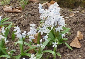 Encyklopedia roślin: Cebulica Tubergena syn  cebulica Miszczenki  Scill