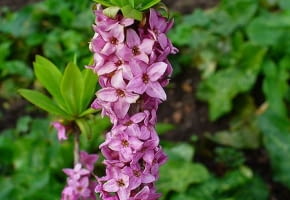 Encyklopedia roślin: Wawrzynek wilczelyko  Daphne mezereum