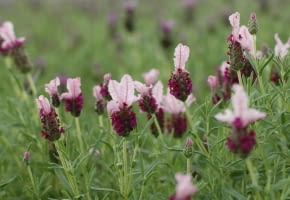 Encyklopedia roślin: Lawenda francuska Bella Rouge