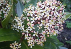 Encyklopedia roślin: Skimia japonska  Skimmia japonica