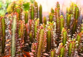 Wilczomlecz trójżebrowy