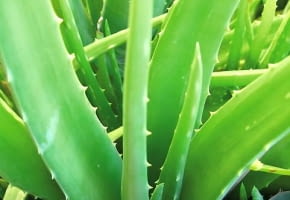 KWIATY NA BALKON. Agawa (Ameryka Północna) lubi pełne słońce, nie szkodzą jej upały. Trzeba ją obficie podlewać i nawozić.