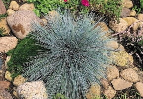 KOSTRZEWA POPIELATA FESTUCA GLAUCA TRAWA OZDOBNA LISC NIEBIESKI BYLINA SKALNIAK KAMIEN FOT. ADAM MLYNIK PUBLIKACJA OGRODY NUMER SPECJALNY - KATALOG PROJEKTOW - 4.2004 PUBLIKACJA KWIETNIK NR 11 (131) - 11.2005 SLOWA KLUCZOWE: ROSLINY ZDJĘCIE DO WKŁADKI: PUBLIKACJA OGRODY NUMER SPECJALNY - KATALOG PROJEKTOW - CZASOPISMA PUBLIKACJA KWIETNIK NR 11 (131) - CZASOPISMA