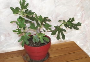 Encyklopedia roślin: Figowiec pospolity  Ficus carica