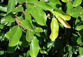 Encyklopedia roślin: Figowiec pnacy  Ficus pumila