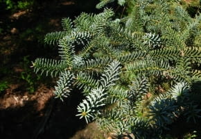 Encyklopedia roślin: Jodla hiszpanska  Abies pinsapo